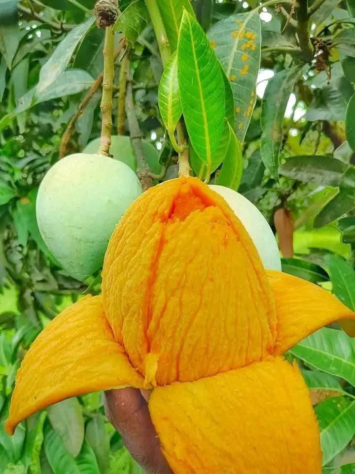 প্রিমিয়াম হিমসাগর