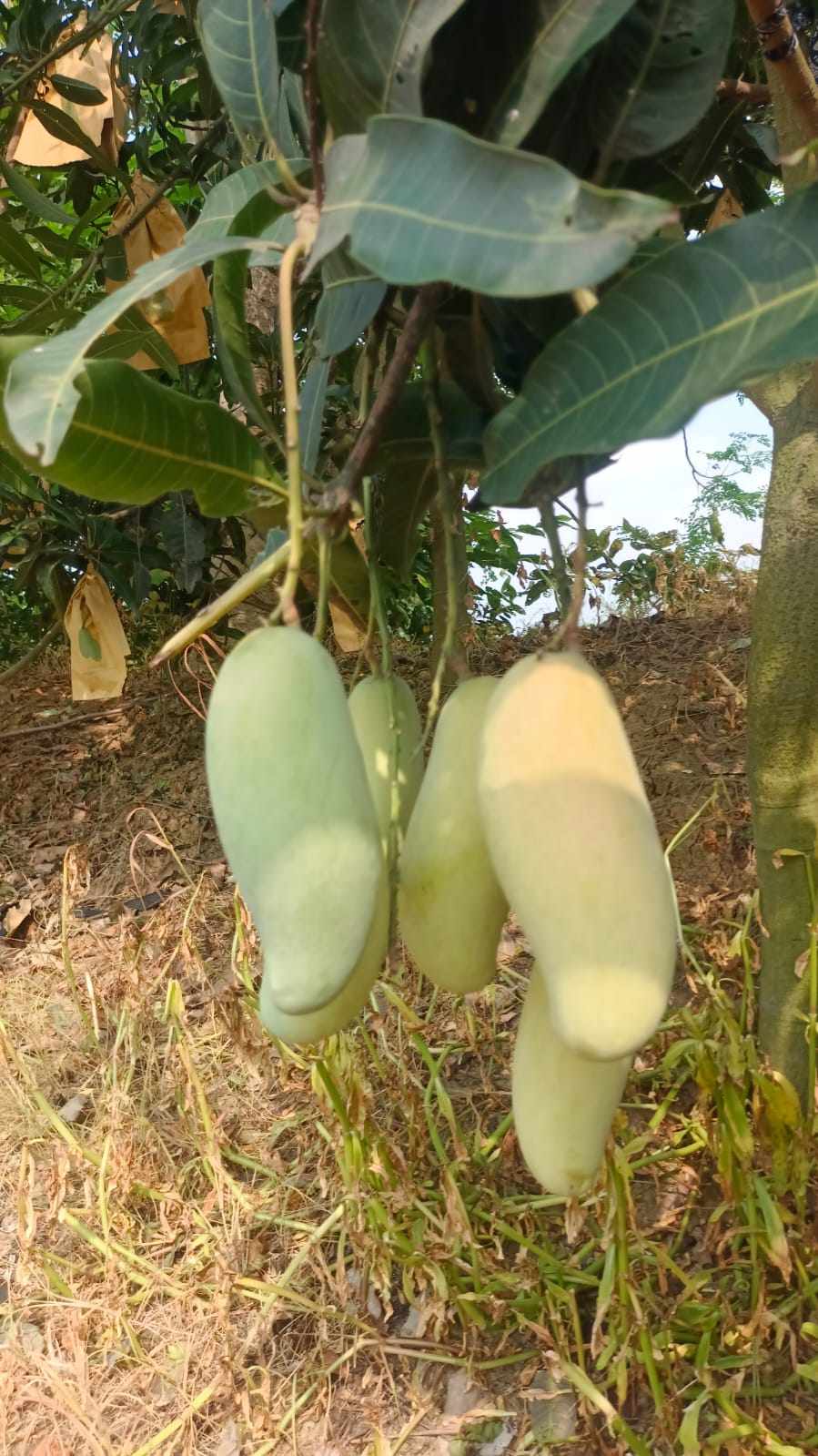 ব্যানানা ম্যাংগো