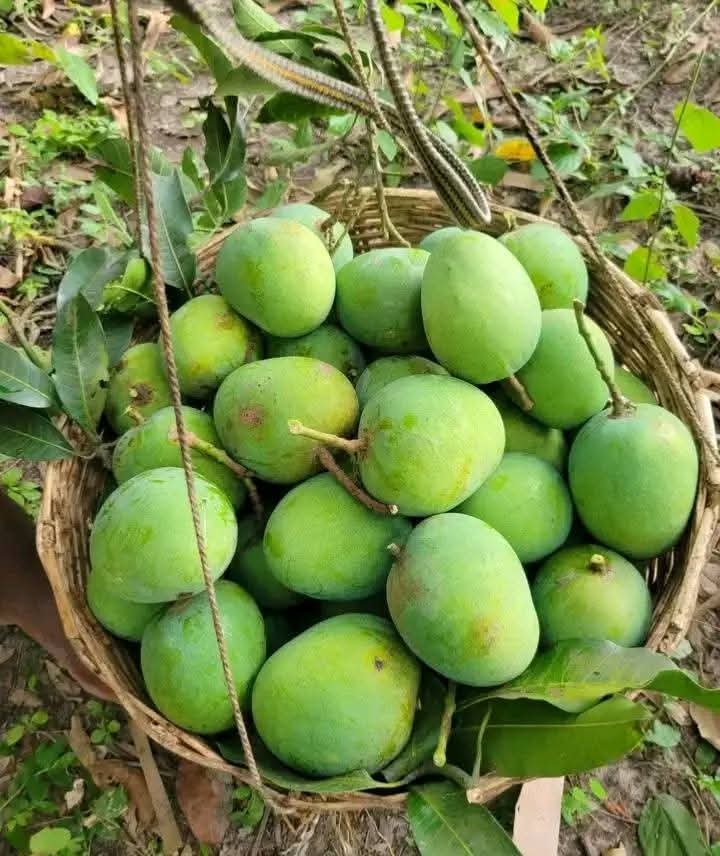 হাড়িভাঙ্গা